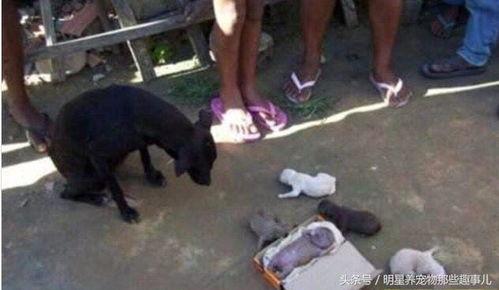 大型母狗生小狗视频,见证生命奇迹的小狗诞生记