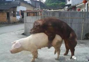 种公猪配种视频播放,高清视频带你一窥繁殖奥秘