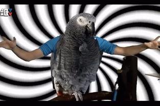 简单绳子捕鸟方法视频,简易视频教程解析