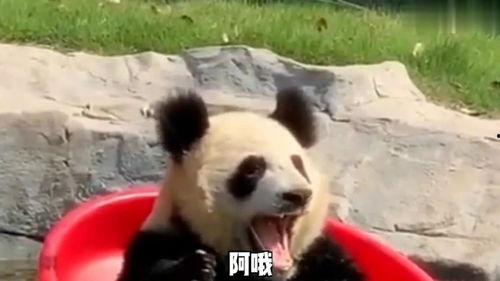 好玩视频搞笑大全,笑翻天！好玩视频搞笑大全精选集