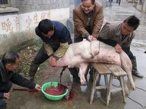 高清长时间杀猪视频,高清长时间杀猪全过程，触目惊心